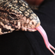 Illustration for article titled And A Very Happy Ssssaturday To You!